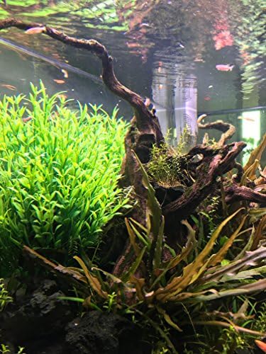 קישוטי אקווריום בגדיס מיכל דגים צמחי מים ירוקים מלאכותיים עשויים פלסטיק רך