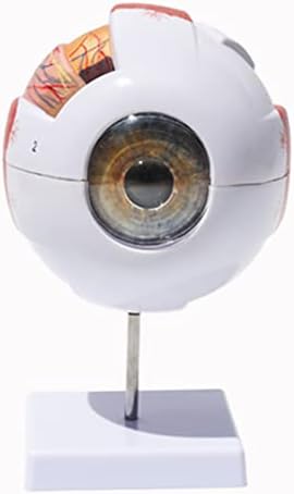 TETION 6X מודל עיניים אנושיות מוגדלות, אנטומיה של גלגל העין עם לוגו מספר, מבנה רב חלקים מתנתק ל 7 חלקים נכונים אנטומיים של עין/8402